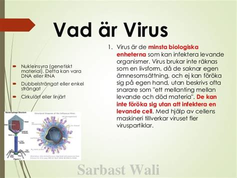 hur förökas ett dna virus